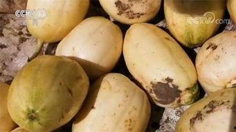 吃瓜必须嘎嘎甜,吃瓜必嘎嘎甜的秘诀大公开