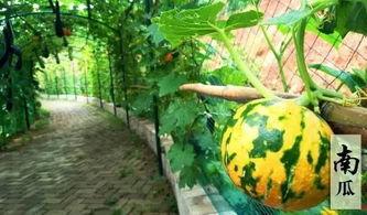 吃瓜不摸鱼,揭秘现代人的娱乐态度