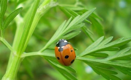 瓢虫吃瓜吗,揭秘它们是否吃瓜