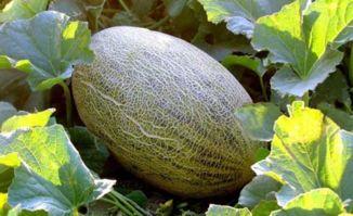 吃哈密瓜判刑,一起因吃哈密瓜引发的离奇判案