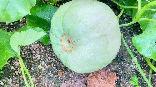 吃瓜的生活图片,生活瞬间捕捉