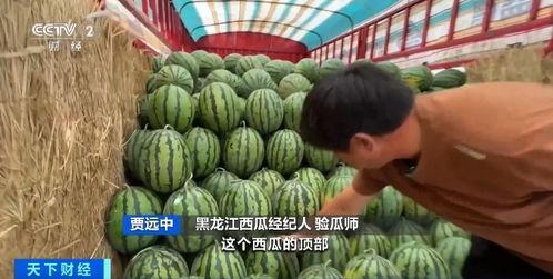 155热点吃瓜朝阳,揭秘155号瓜的神秘面纱