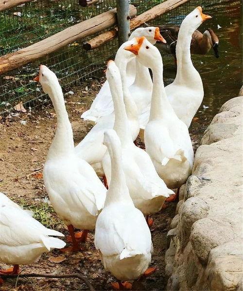 陈大鹅吃瓜,揭秘娱乐圈幕后故事