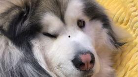 基柯吃瓜,揭秘娱乐圈幕后故事