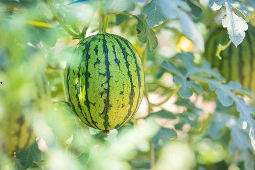 带你吃瓜解说曹县,跟随带你吃瓜解说探寻地方风情