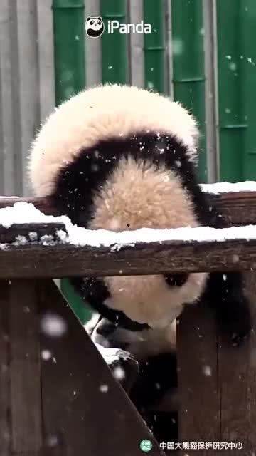 吃瓜小熊bang,揭秘娱乐圈幕后故事