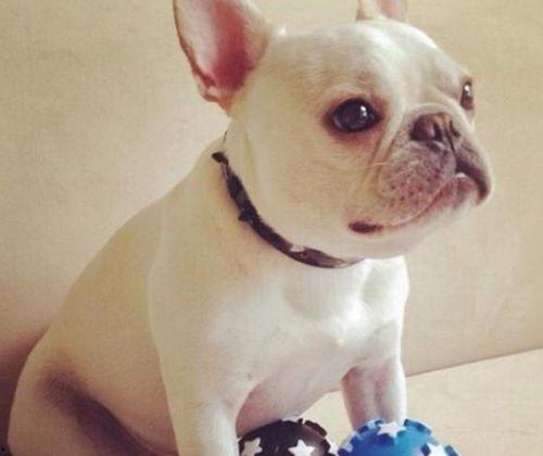 带你吃瓜野生猫狗,野生猫狗的趣味生活