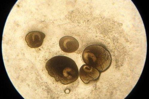 小瓜虫怎么吃,如何高效进食