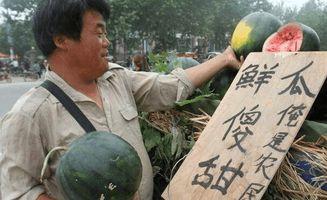 问农民要瓜吃,农民与食客的和谐互动