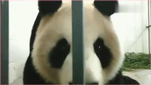 熊猫带你吃瓜,一场别开生面的美食之旅